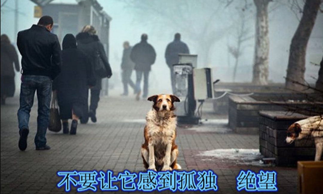 河东河东爱影圈微博微信转发案例